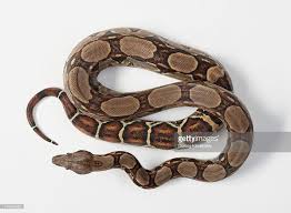 Boa constrictor
